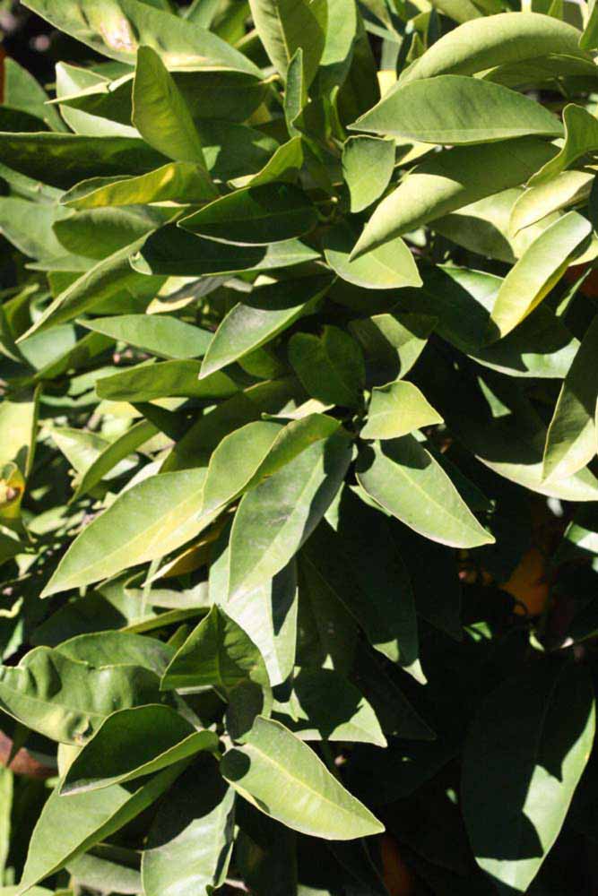            Sun leaves (Riverside, CA)   